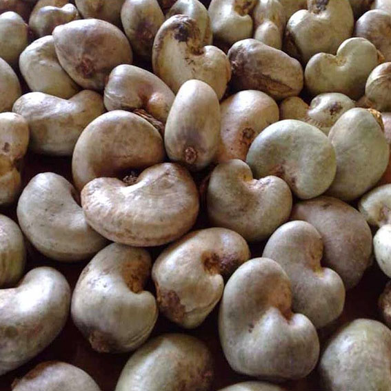 Soycain organic Cashewnuts product